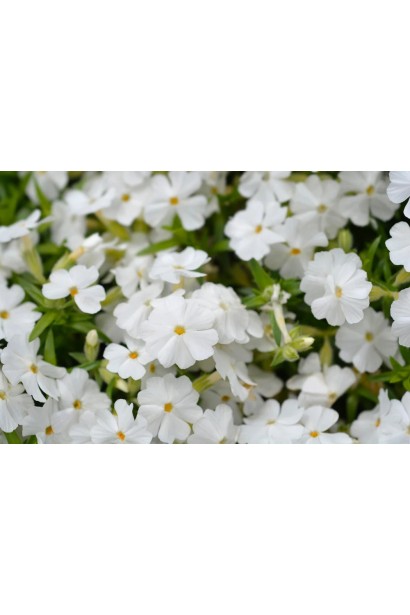 Phlox subulata White Delight килим квітів